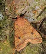 Agrochola circellaris - Brick moth